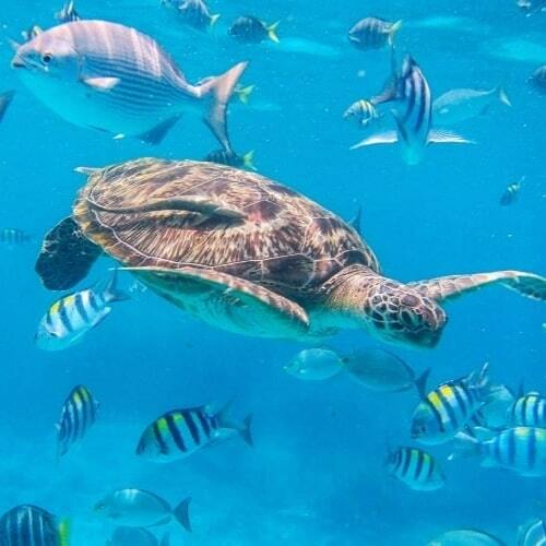 All Adventure, surf, diving,, sports in Phuket Karon Beach