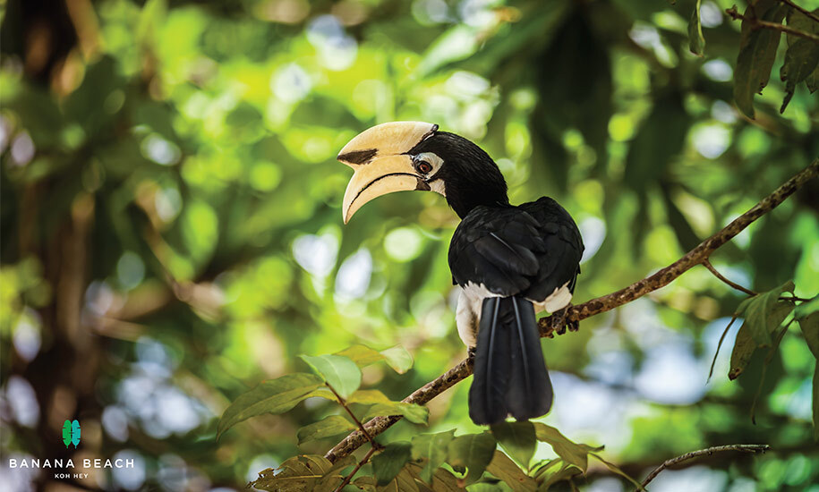 Speedboat Daytrip to Banana Beach