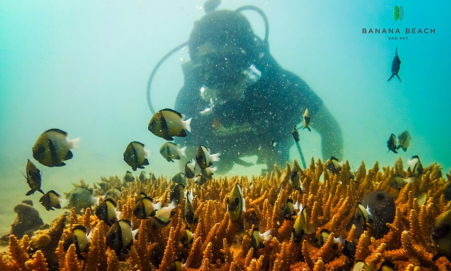 Speedboat Daytrip to Banana Beach