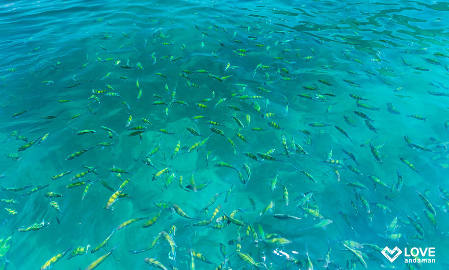 Speedboat Daytrip to PhiPhi, Pileh Lagoon, and Bamboo Island