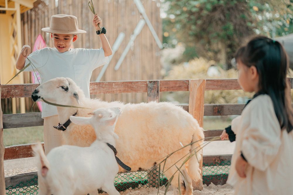 Children feeding goats at our Phuket petting zoo