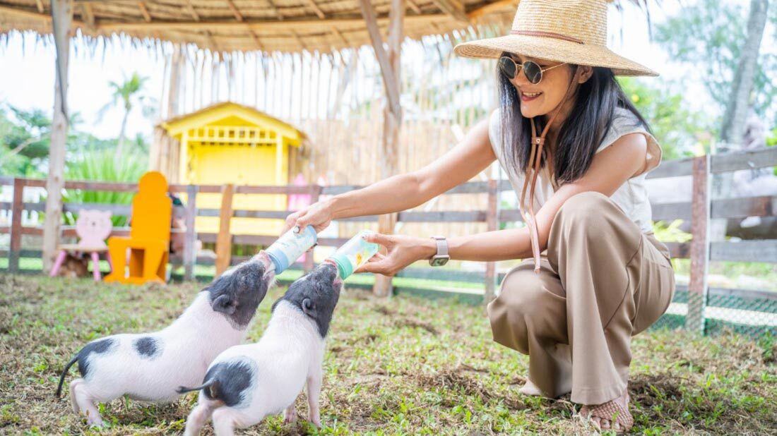 Feeding piglets at our Karon Beach zoo in Phuket