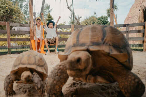 Tortoises at Thavorn Palm Beach Resort Phuket’s petting zoo