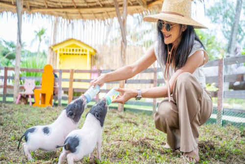 Feeding piglets at our Karon Beach zoo in Phuket