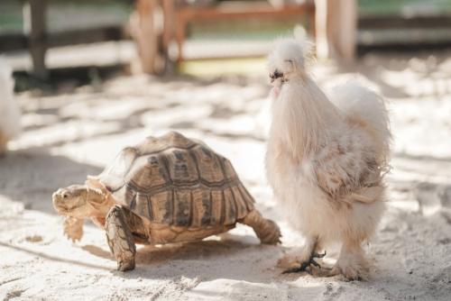 Tortoises and silky chickens are some of the animals at our Phuket petting zoo